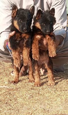 German Shepherd / german shepherd / German shepherd puppies for sale