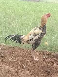 red Goldan turkey  breeder pait