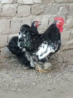 breeder bantam Set 1+2