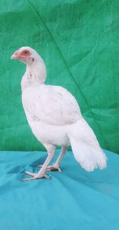 quality paper white heera female