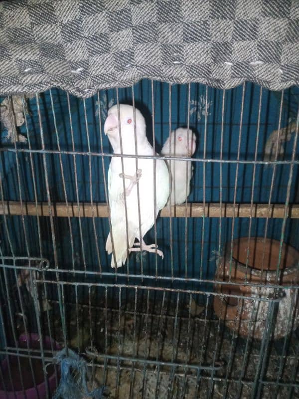 Albino red eyes breeder pair hai jis ko chahiye inbox rabta kry 0