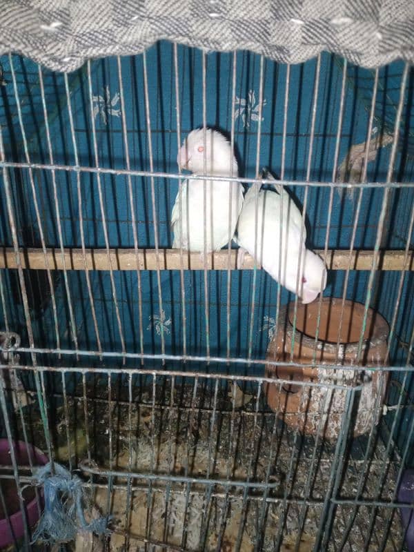 Albino red eyes breeder pair hai jis ko chahiye inbox rabta kry 1