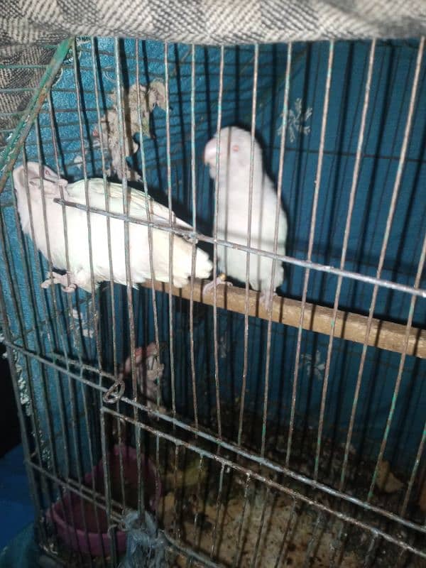 Albino red eyes breeder pair hai jis ko chahiye inbox rabta kry 4