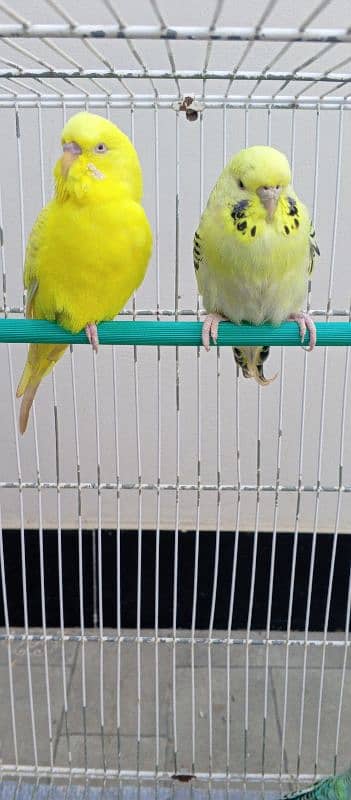 Red eyes ring Budgies ready to first breed 8