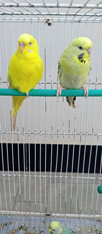 Red eyes ring Budgies ready to first breed 9