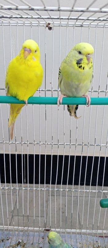 Red eyes ring Budgies ready to first breed 10