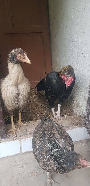 Aseel Mianwali or Sindhi cross hen 2 female 1 male give eggs 0