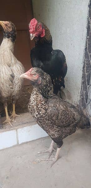 Aseel Mianwali or Sindhi cross hen 2 female 1 male give eggs 2