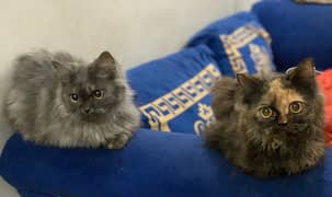 Persian triple coated female kittens