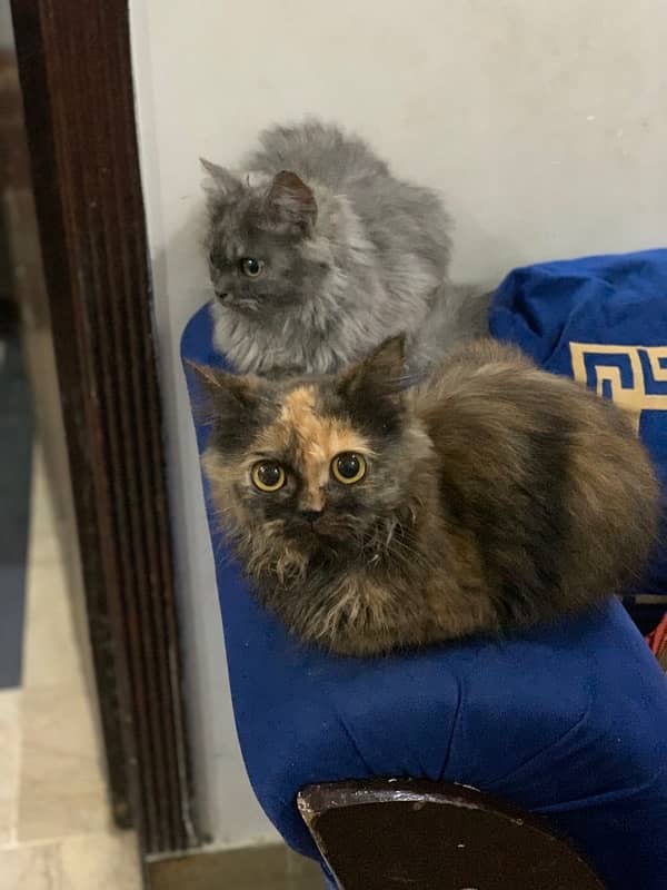 Persian triple coated female kittens 1