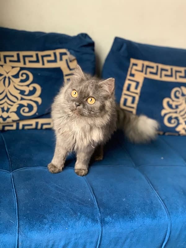 Persian triple coated female kittens 3