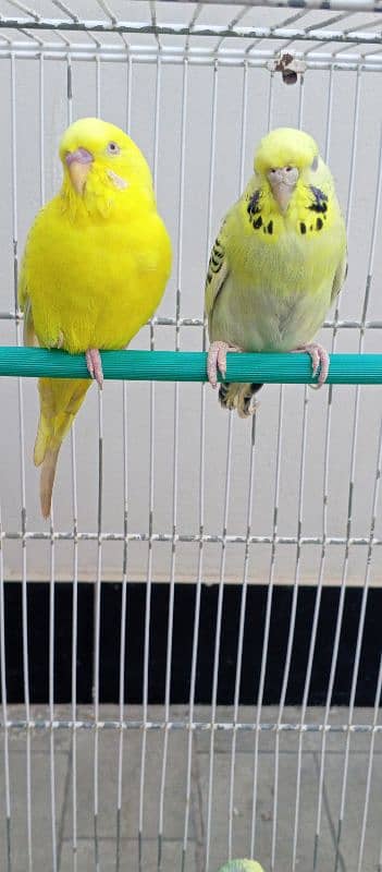 Red eyes ring Budgies ready to first breed 12