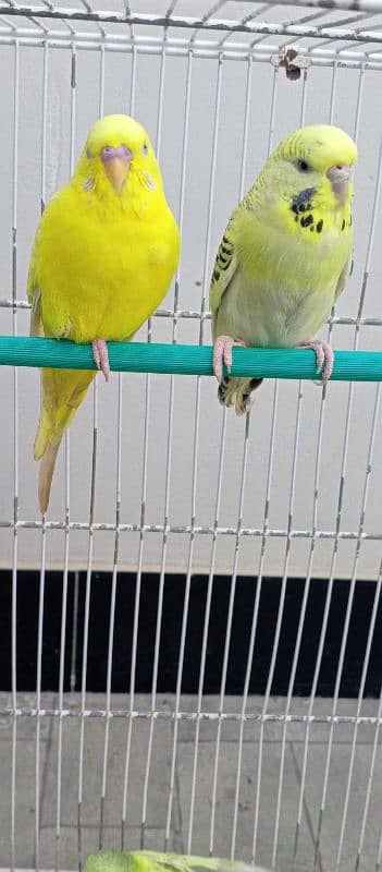 Red eyes ring Budgies ready to first breed 13