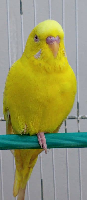 Red eyes ring Budgies ready to first breed 14