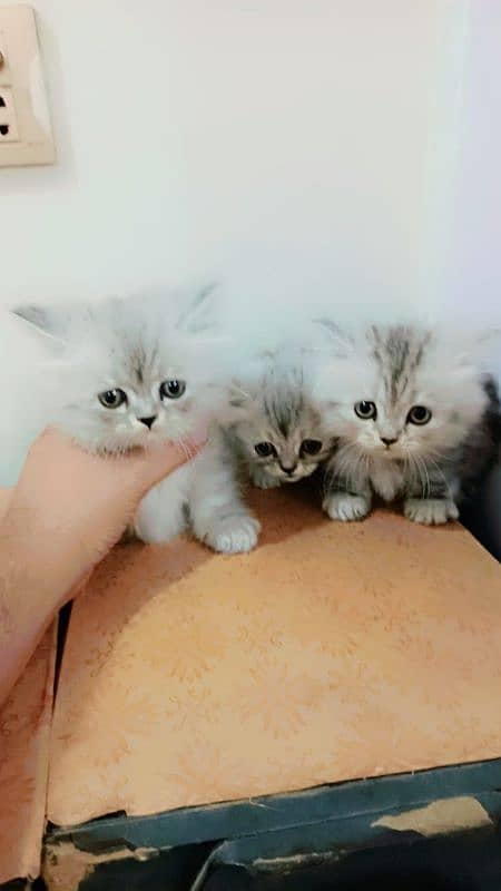 Persion Kittens Availble 3