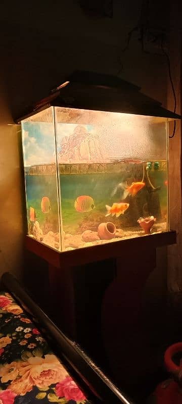 Fish aquarium with all equipment 6