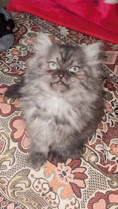 Persian Cat For sale