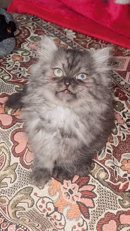 Persian Cat For sale 0