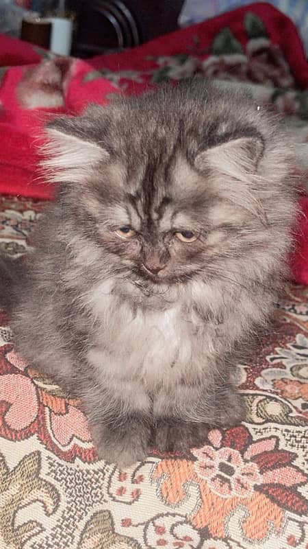 Persian Cat For sale 1