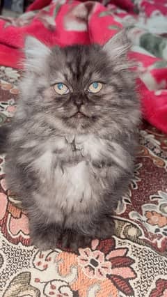 Persian Cat For sale