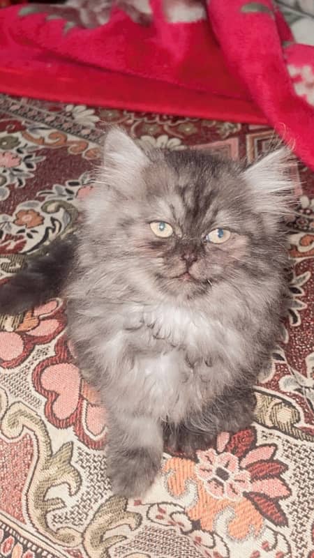 Persian Cat For sale 3