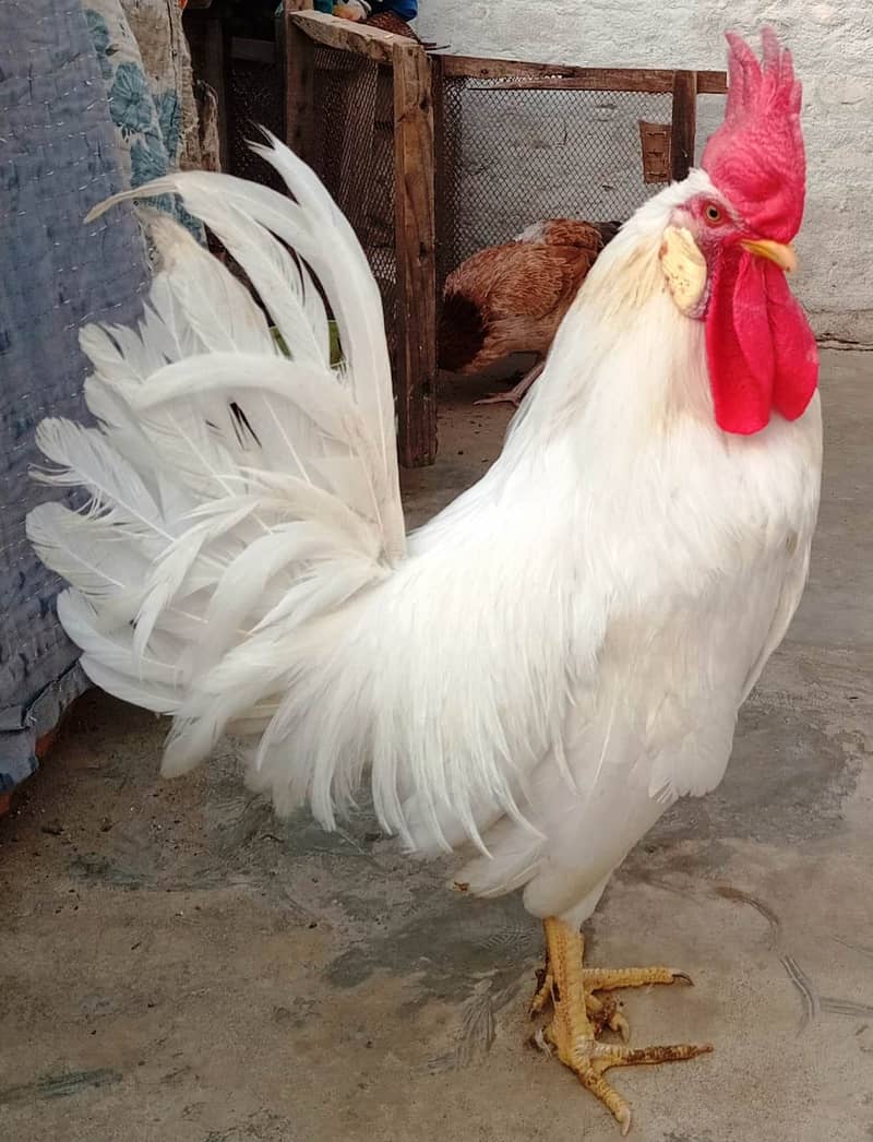 cock murga 1