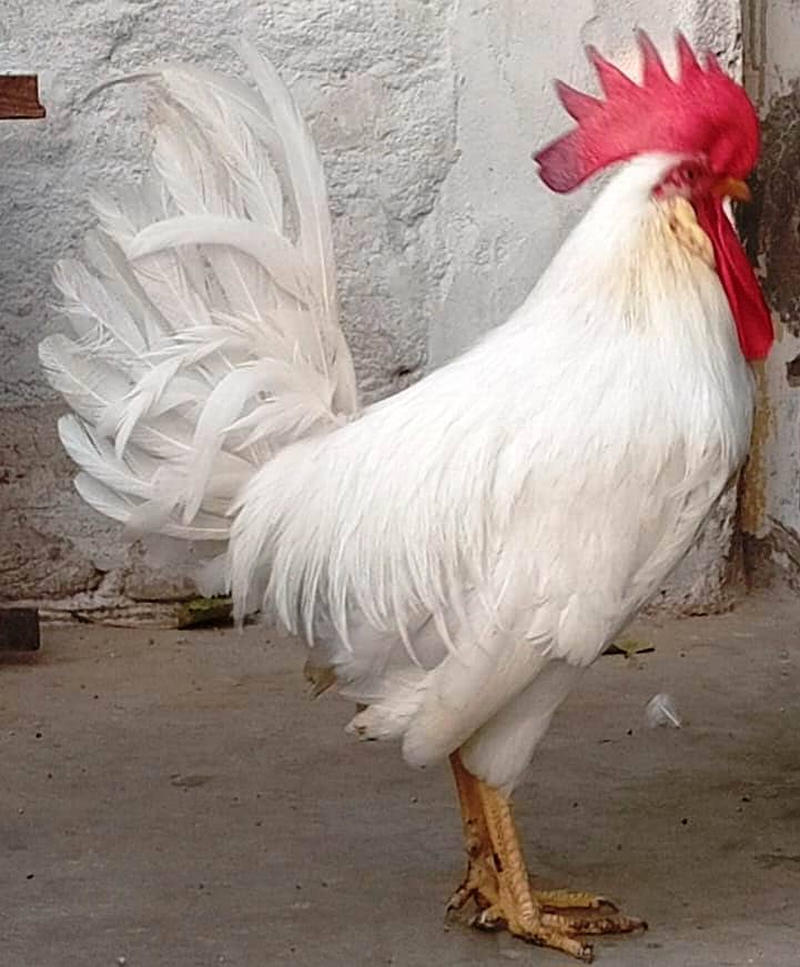 cock murga 2