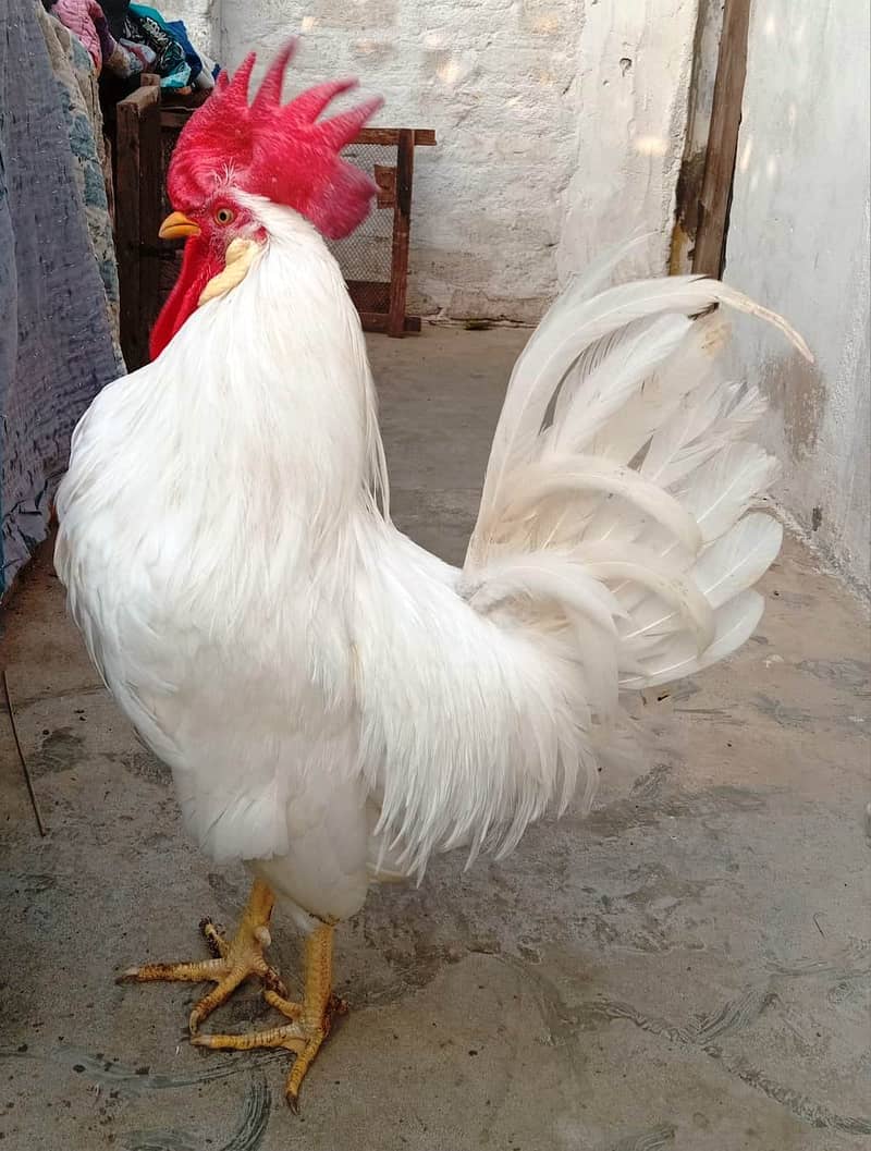 cock murga 4