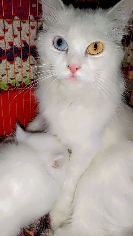 Persian doll face odd eyes cat with 1 kitten for sale 0