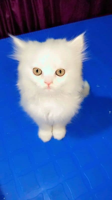 Persian doll face odd eyes cat with 1 kitten for sale 1