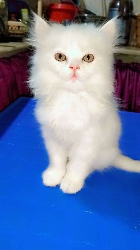 Persian doll face odd eyes cat with 1 kitten for sale 2