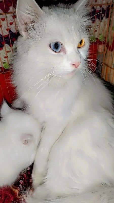 Persian doll face odd eyes cat with 1 kitten for sale 3