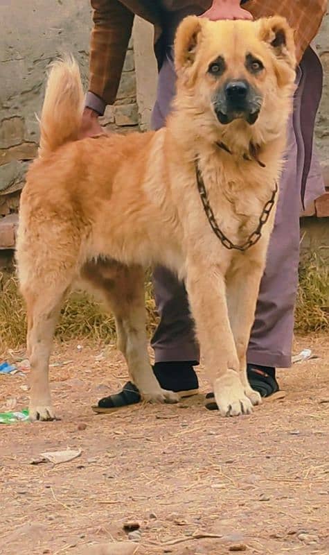 pure Turkish kengal dog male for Sale full security guard dog 0