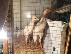 pure white O shamo chicks healthy/active contact no 03245159593