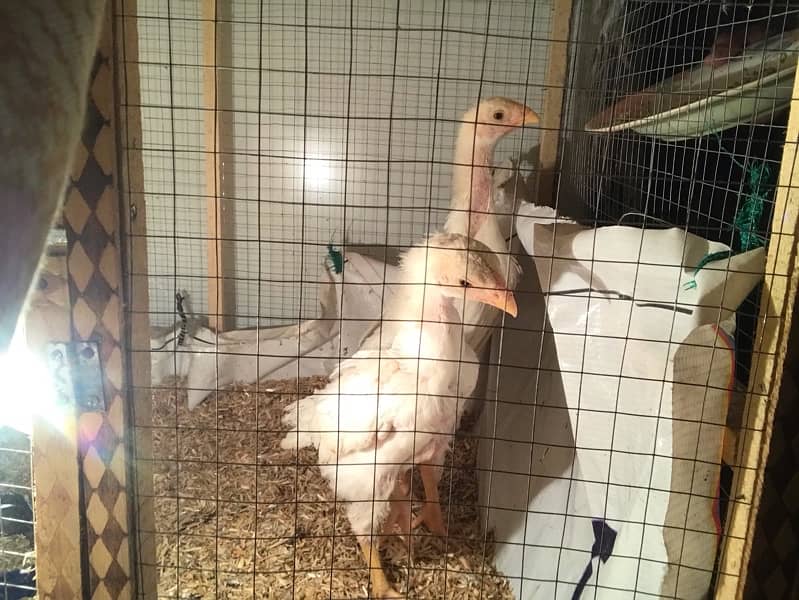 pure white O shamo chicks healthy/active contact no 03245159593 2