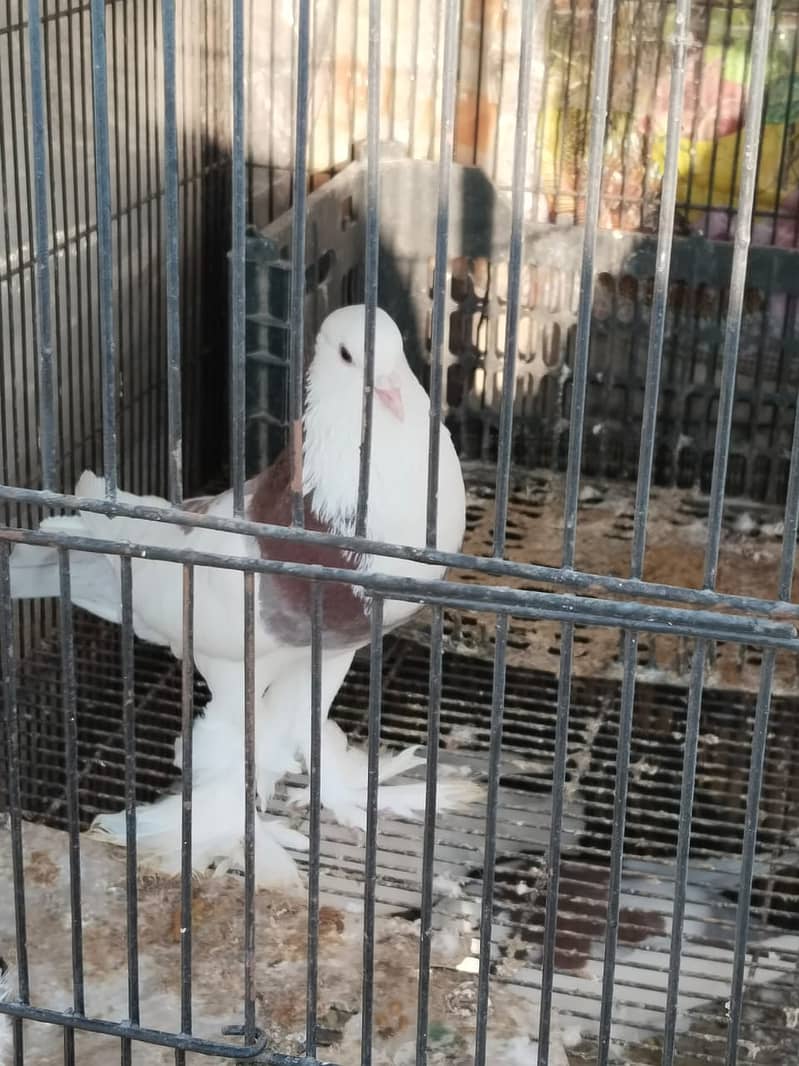 Gubara pigeon 0