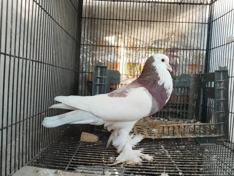 Gubara pigeon 4