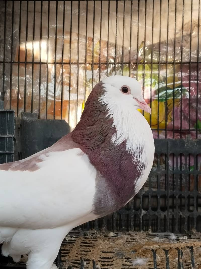 Gubara pigeon 5