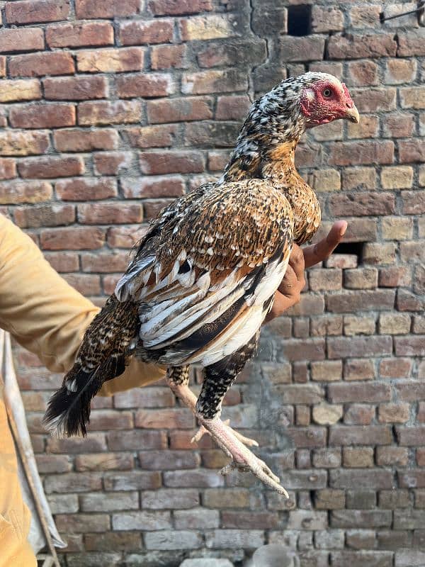 Top class aseel hens and white hera 2