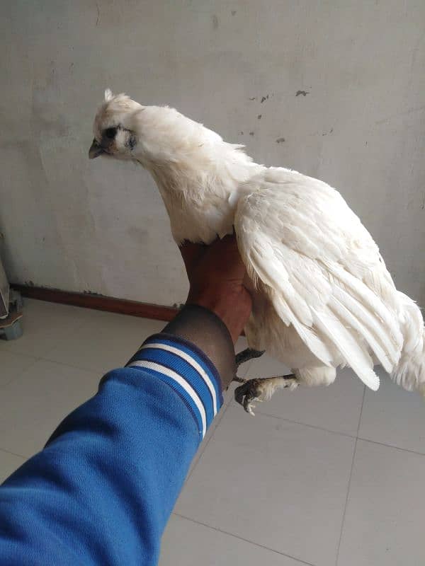 white silkie hen 0