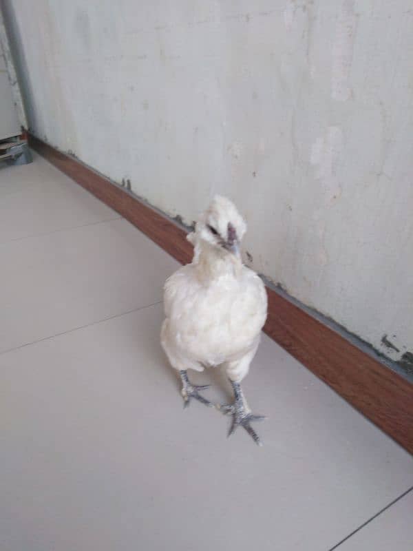 white silkie hen 1