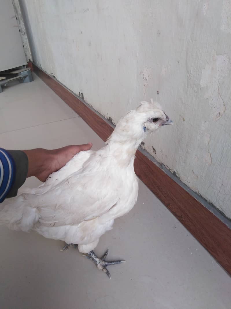 white silkie hen 2