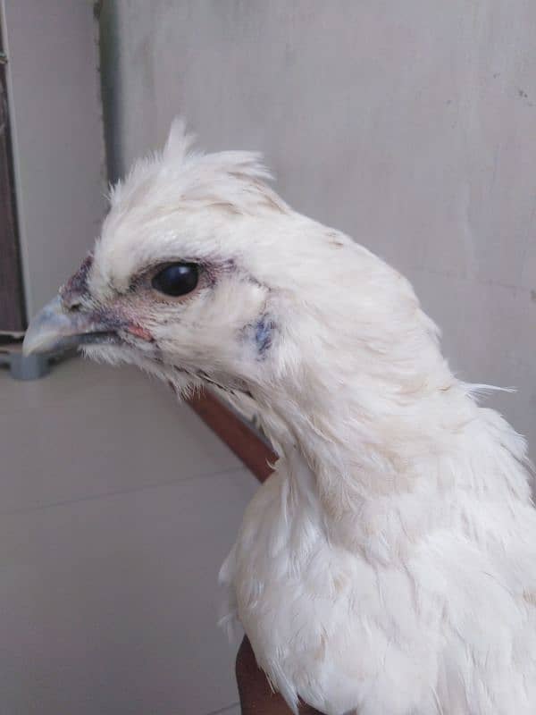 white silkie hen 3