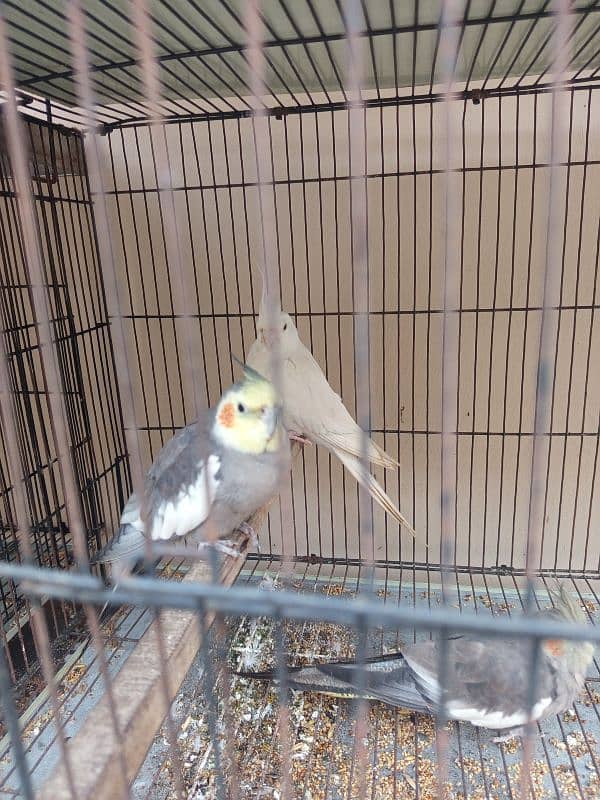 All cocktails and lovebird for sale 1