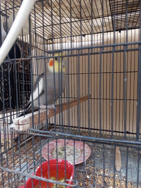 All cocktails and lovebird for sale 4