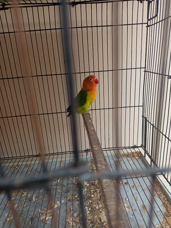 All cocktails and lovebird for sale 10