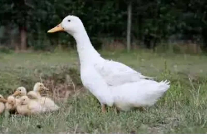 beautiful Sindhi ducks 0