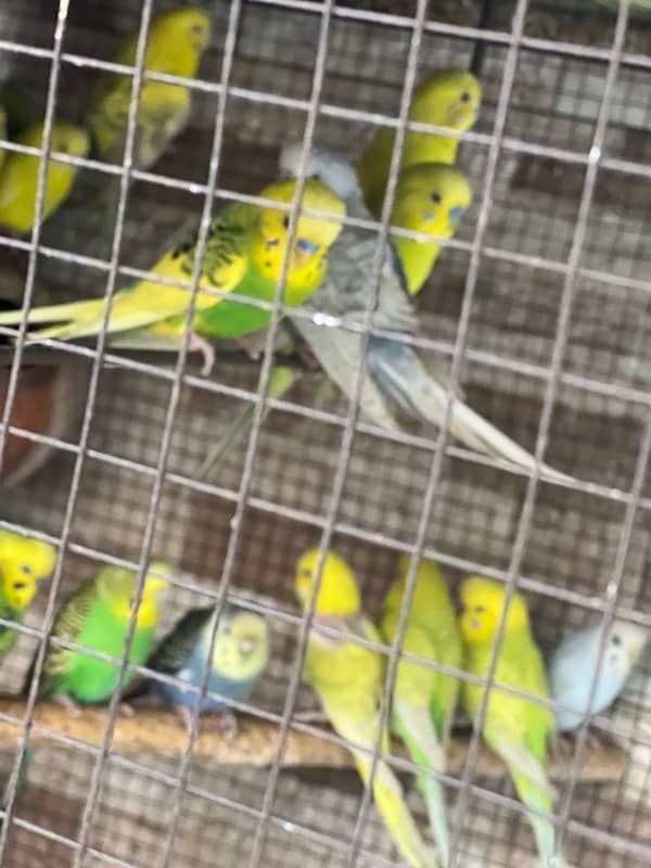 Australian Parrots 0