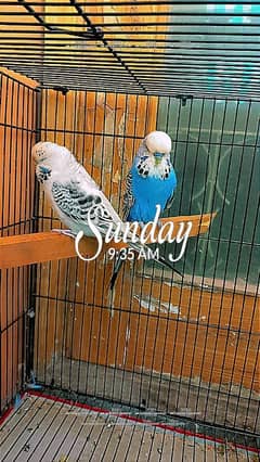 cockatiel pair and exibition budgies breeder pair for sale