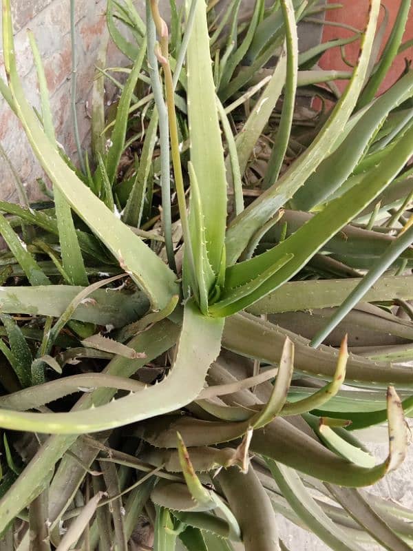 Alovella plants or leaves 0